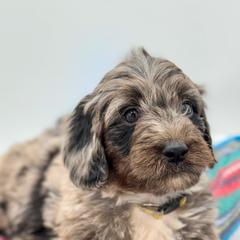 Aussiedoodle, Australian Mountain Doodle, and Bernedoodle Puppies from Magnolia Grove Farms