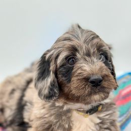 Aussiedoodle, Australian Mountain Doodle, and Bernedoodle Puppies from Magnolia Grove Farms