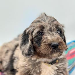 Aussiedoodle, Australian Mountain Doodle, and Bernedoodle Puppies from Magnolia Grove Farms