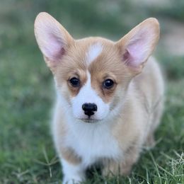 Pembroke Welsh Corgi puppies from Rising JM Pembrokes