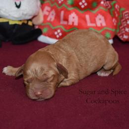 Three - Red female Cockapoo puppy in Hopkins, South Carolina from Sugar and Spice Cockapoos