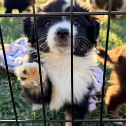 Girl 1 - Black tri female Miniature Australian Shepherd puppy in Arcadia, Indiana from Sunset Cowgirl Mini Aussies
