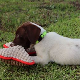Girl 4 - White and liver female German Shorthaired Pointer puppy in Ozark, Alabama from Judy Creek GSP's