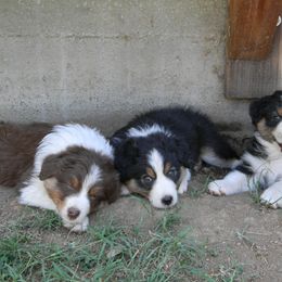 Australian Shepherd Puppies from Gypsy's Charm Australian Shepherds