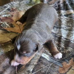 Wren - Red tri male Miniature Australian Shepherd puppy in Paris, Texas from Blue Envy Mini Aussies