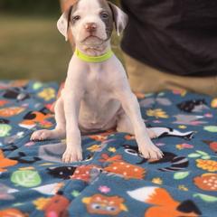 Neon yellow collar female - Liver and white female Pointer puppy in New York from Bishop Kennels