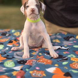 Neon yellow collar female - Liver and white female Pointer puppy in New York from Bishop Kennels