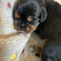 Hannah - Black and tan female Cavalier King Charles Spaniel puppy in Paulden, Arizona from Nine Mile Cavaliers