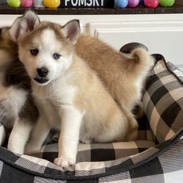 Pomsky Puppies from Goodness Gracious Pomskies