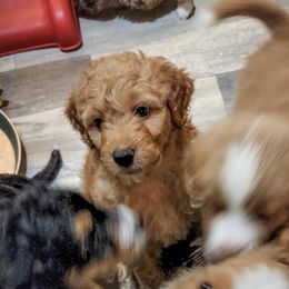 Assorted Doodle Crosses Puppies from Do Wah Diddy Doodles