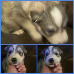 Sable blue male - Sable and white male Siberian Husky puppy in Wheeling, West Virginia from Powells Huskies
