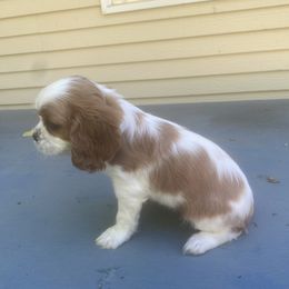 Cavalier King Charles Spaniel Puppies from Smylin Cavaliers