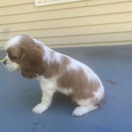 Cavalier King Charles Spaniel Puppies from Smylin Cavaliers