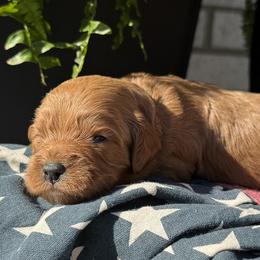 F1 Cavapoo - Boy 3 Selection - Red male Cavapoo puppy in Pleasant Hill, Iowa from Harvest Creek