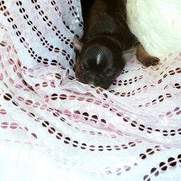 Chihuahua, French Bulldog, and Yorkshire Terrier Puppies from Royalty Tracks 👑🐾