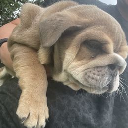 Bulldog Puppies from Kristina's Bulldogs