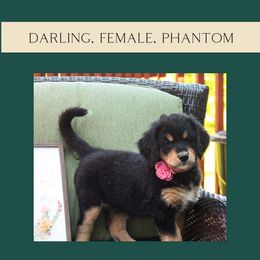 Darling - Phantom Bernedoodle puppy in Woodland, Georgia from Bethel Doodle Ranch