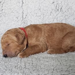 Goldendoodle Puppies from Angel's Doodles