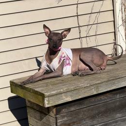 Six - Xoloitzcuintli