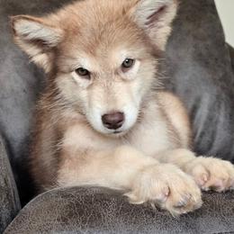 Gelato - Red and white male Alaskan Malamute puppy in Brookwood, Alabama from Sunset Malamutes