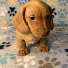 Blondey - Red male Dachshund puppy in Chesapeake, Virginia from Pudgy Paws Dachshunds