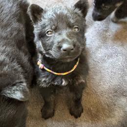 Daisy - Bi-color female German Shepherd puppy in Salem, Virginia from Vom Kylohaus German Shepherds