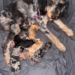 Cavapoo puppies from Duke’s Forever Doodles
