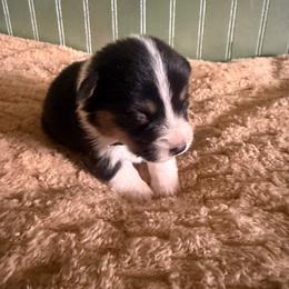 Black Collar - Black and tan male Pembroke Welsh Corgi puppy in Derby, Iowa from Newton Hay & Cattle