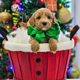 Sophie's Green Boy - Apricot male Goldendoodle puppy in Kountze, Texas from Texas Doodles LLC