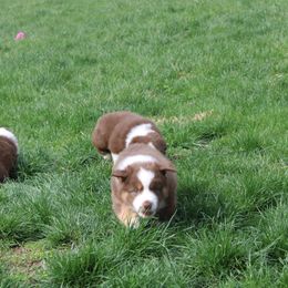 Australian Shepherd Puppies from Starlit Grove Australian Shepherds