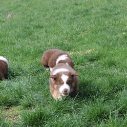 Australian Shepherd Puppies from Starlit Grove Australian Shepherds