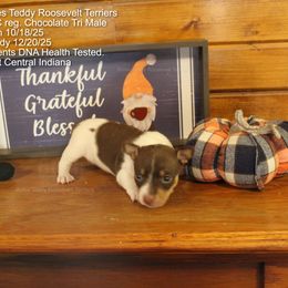Chocolate Tri Male - Chocolate and white male Teddy Roosevelt Terrier puppy in Holton, Indiana from Boles Family Farm