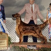 Sassy - Irish Setter