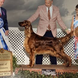Sassy - Irish Setter