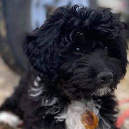 Aussiedoodles and Miniature Australian Shepherds from Rocking R Ranch Aussies