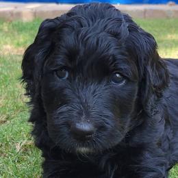 Goldendoodle Puppies from Not Just "Golden" Doodles
