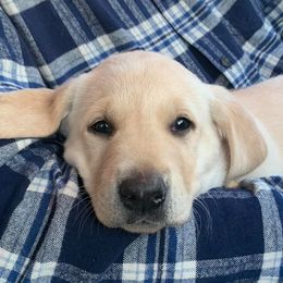 Labradoodles, Labrador Retrievers, and Poodles from Caney Fork Labs and Doodles