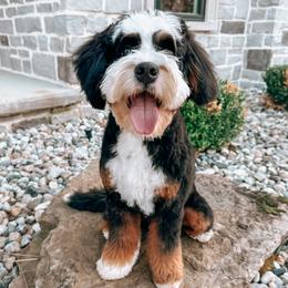 Shep - Bernedoodle