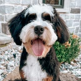 Shep - Bernedoodle