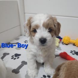 Blue collar - Red male Cavapoo puppy in Galena, Missouri from May's Country Cavapoos & Havapoos
