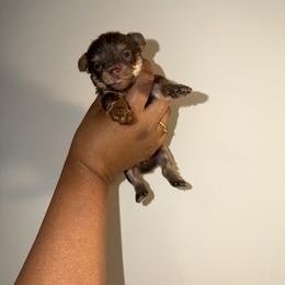 Blue. - Chocolate and tan male Yorkshire Terrier puppy in Winston Salem, North Carolina from Pawfectly Tailored Yorkie's