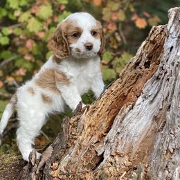Cavapoo, Cockapoo, and Poodle Puppies from Heavenly puppies to love