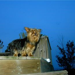 Yorkshire Terrier All Grown Up from Kay's Yorkshire Terriers