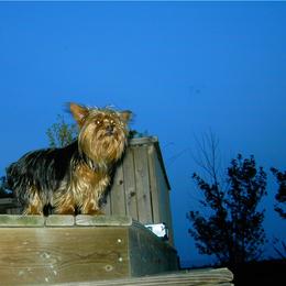 Yorkshire Terrier All Grown Up from Kay's Yorkshire Terriers