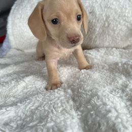 Sophie - Cream Dachshund puppy in Groveport, Ohio from Brobst Farm