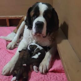 Moana - Saint Bernard