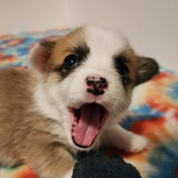 Pembroke Welsh Corgi Puppies from Corgis of Avalon