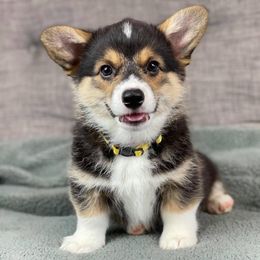 Pembroke Welsh Corgi Puppies from Wiggle B Ranch Corgis