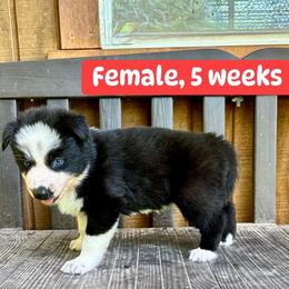 Red collar - Black and white female Yakutian Laika puppy in Bethel, Ohio from Caldersong Kennels