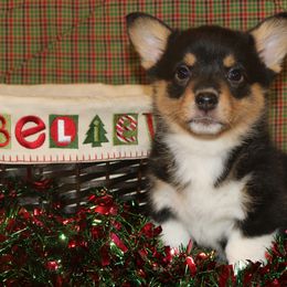 Pembroke Welsh Corgi Puppies from Wild West Corgis of Texas